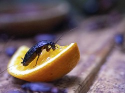 Jangan Dibuang! Kulit Jeruk Bisa Basmi Kecoa di Dapur