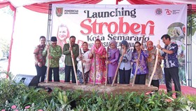 Pemkot Semarang Luncurkan Program Stroberi, Maksimalkan Urban Farming