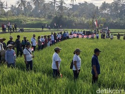 Warga Penarungan Badung Gelar Upacara Kemerdekaan di Sawah