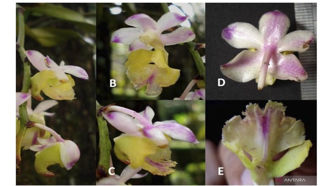 Keanekaragaman Hayati Indonesia Bertambah, Peneliti BRIN Ungkap Identitas Anggrek Endemik Baru