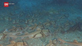 VIDEO: Puluhan Ikan Hiu Gelar 'Pesta Tidur' di Taman Laut Australia