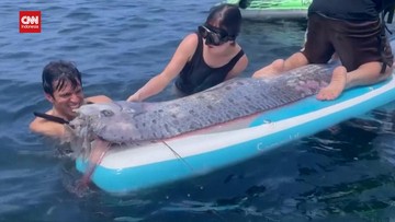 Ikan Oarfish Muncul di Pantai Pink Lombok, Pakar Bantah Pertanda Gempa
