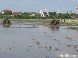 Seru! Tradisi Karapan Kerbau Sambut Musim Tanam dan HUT RI di Lumajang