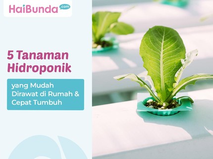 5 Tanaman Hidroponik yang Mudah Dirawat di Rumah & Cepat Tumbuh