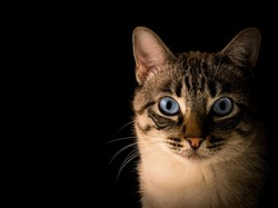Tembak Kucing hingga Mati, Pria di Bandung Ditangkap