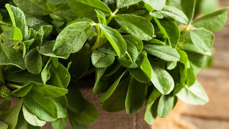 Raw Organic Fenugreek Methi Leaves in a Basket