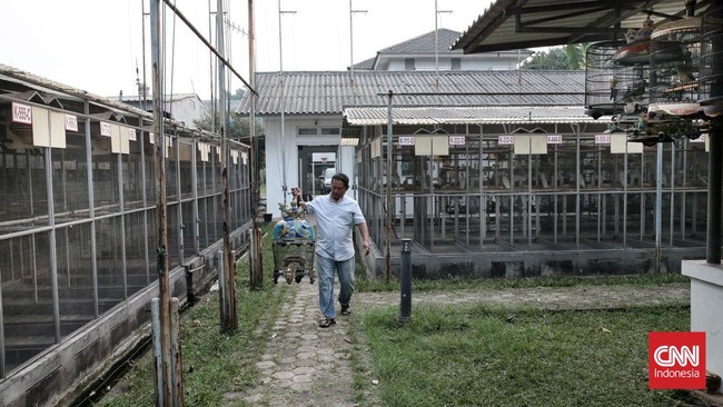 FOTO: Mengintip Penangkaran Perkutut Sang Laksamana