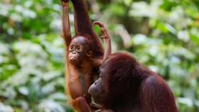 An infant Bornean orangutan is seen with its mother at a rehabilitation centre in Sepilok, Malaysia August 17, 2024. REUTERS/Hasnoor Hussain
