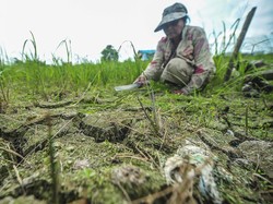Alang-alang Dulu Dianggap Gulma, Peneliti IPB Sulap Jadi Alat Lawan Hama Padi