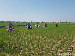 Aksi Petani Indramayu Balap Motor di Tengah Sawah yang Mengering