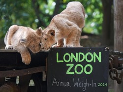 London Zoo Buka Akses Pengunjung untuk Melihat Operasi Hewan