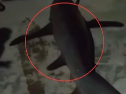 Nelayan Parepare Tangkap Ikan Hiu 2 Meter, Warga Beli Rp 300 Ribu untuk Obat