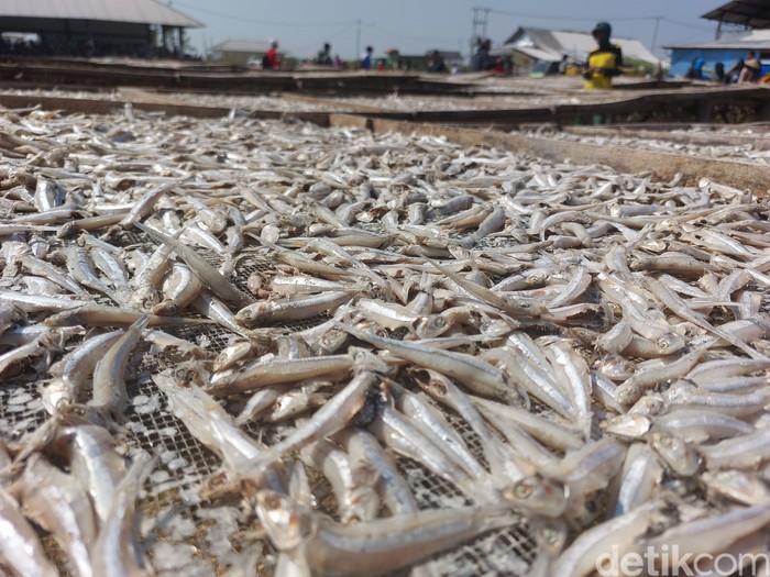 Ikan teri asin produksi warga Pantai Baro Cirebon.