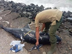 Lumba-lumba Mati Terdampar di Pantai Pangandaran
