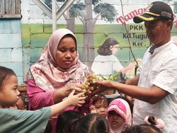 Dani, Tani Cemara, dan Giat Urban Farming di Sudut Kota