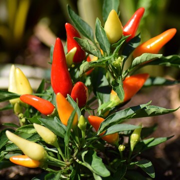 Kerap Dianggap Tak Sehat, Ternyata Ini 5 Manfaat Kesehatan dari Cabai Rawit yang Jarang Diketahui!