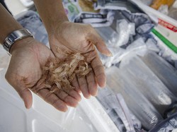 Marak Penyelundupan Benur, RI Rugi Rp 260 Miliar