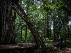 Warisan Hutan Hujan Tropis Sumatera, Keajaiban Alam yang Terancam