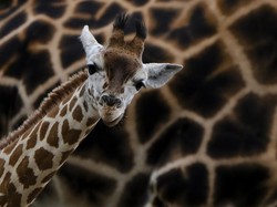Bayi Jerapah Baru Lahir di Taman Safari, Ayo Kasih Nama!