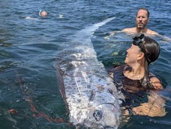 Asal Muasal Oarfish Disebut Ikan Hari Kiamat