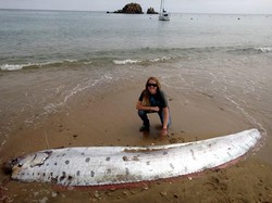 Ini Alasan Oarfish Suka Muncul Sebelum Terjadi Bencana, Benarkah Cuma Kebetulan?