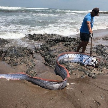 Kenapa Ikan Oarfish Sering Muncul Sebelum Terjadi Bencana? Simak Penjelasannya...