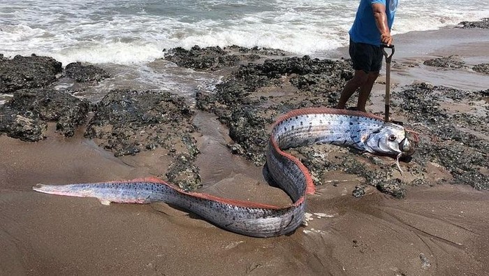Kenapa Ikan Oarfish Sering Muncul Sebelum Terjadi Bencana? Simak Penjelasannya...