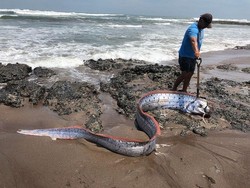 Kenapa Ikan Kiamat Pembawa Bencana Muncul di Permukaan?