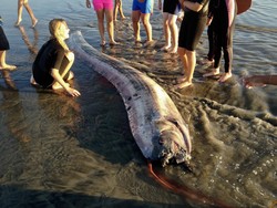 Disebut Ikan Kiamat, Benarkah Kemunculan Oarfish Jadi Tanda Buruk?
