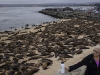  Serunya 'Invasi' Singa Laut di Pantai AS