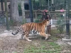 Aksi Nekat Wanita di Dekat Kandang Harimau Nyaris Berakhir Petaka