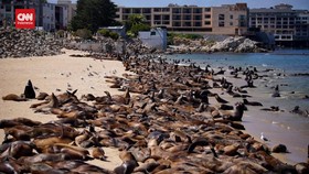 VIDEO: Keriuhan 'Rave Party' Singa Laut di Pantai California