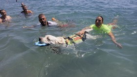 FOTO: Anjing Terlatih Bantu Penjaga Pantai Spanyol Selamatkan Nyawa