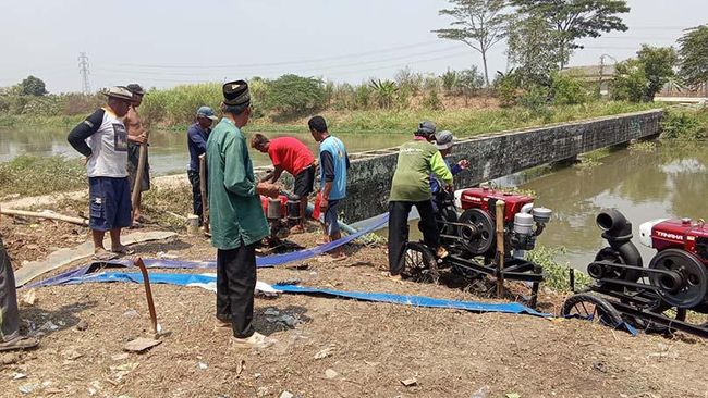 Program Pompanisasi Dukung Kenaikan Produksi Beras 3 Bulan Berturut