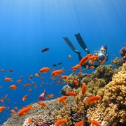 10 Spot Diving Terbaik di Indonesia yang Telah Mendunia, Sajikan Keindahan Surga Bawah Laut!