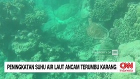 VIDEO: Peningkatan Suhu Air Laut Ancam Terumbu Karang