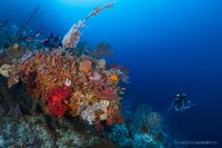 Rekomendasi Spot Diving Terbaik di Indonesia yang Mendunia: Surga Bawah Laut yang Memukau