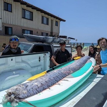 Penampakan Ikan Hari Kiamat yang Mendadak Muncul di Permukaan Laut