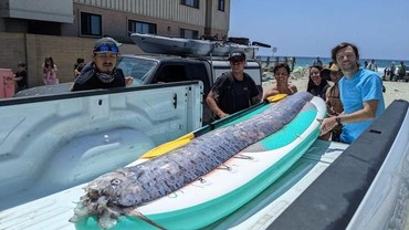 img-title Penampakan Ikan Hari Kiamat yang Mendadak Muncul di Permukaan Laut