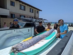Penampakan Ikan Hari Kiamat yang Mendadak Muncul di Permukaan Laut