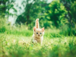 Jangan Pakai Racun, Ini 9 Cara Usir Kucing Liar dari Halaman Rumah