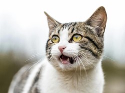 Kenapa Kucing Liar Suka Masuk Pekarangan Rumah?