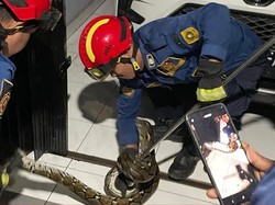 5 Tempat yang Sering Dilewati Ular untuk Masuk ke Rumah