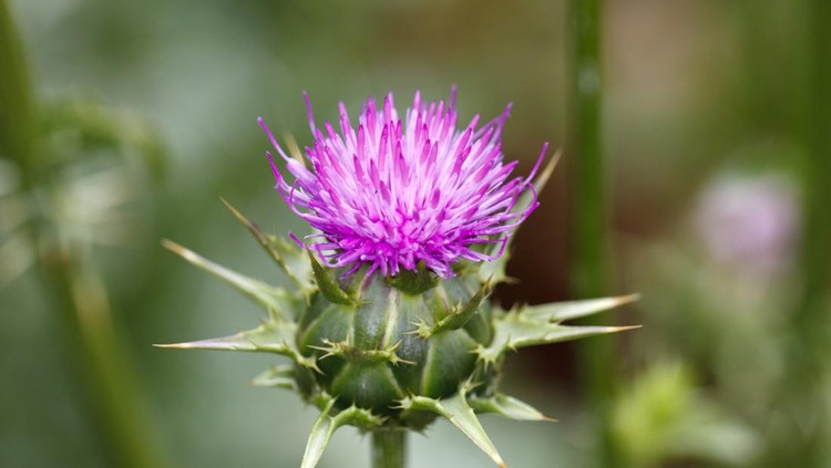Tanaman Milk thistle It has a large number of other common names, such as Marian Thistle, Mary Thistle, Mediterranean Milk Thistle and Variegated Thistle. Trade or commercial names under which this herb is sold include Silymarin, Milk Thistle Extract, Milk Thistle Super Complex, Milk Thistle Phytosome, Alcohol Free Milk Thistle Seed, Milk Thistle Plus, Silymarin Milk Thistle, Milk Thistle Power, Time Release Milk Thistle Power, and Thisilyn Standardized Milk Thistle Extract.