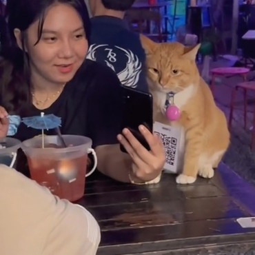 Punya Kasir 'Berbulu', Kafe Ini Mendadak Viral di Medsos