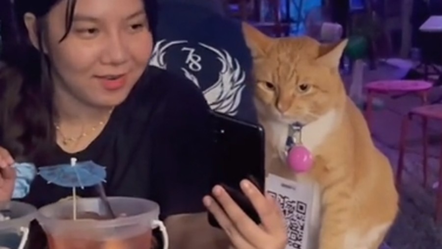 Unik! Ada Kafe Viral Gegara Kasirnya 'Berbulu'