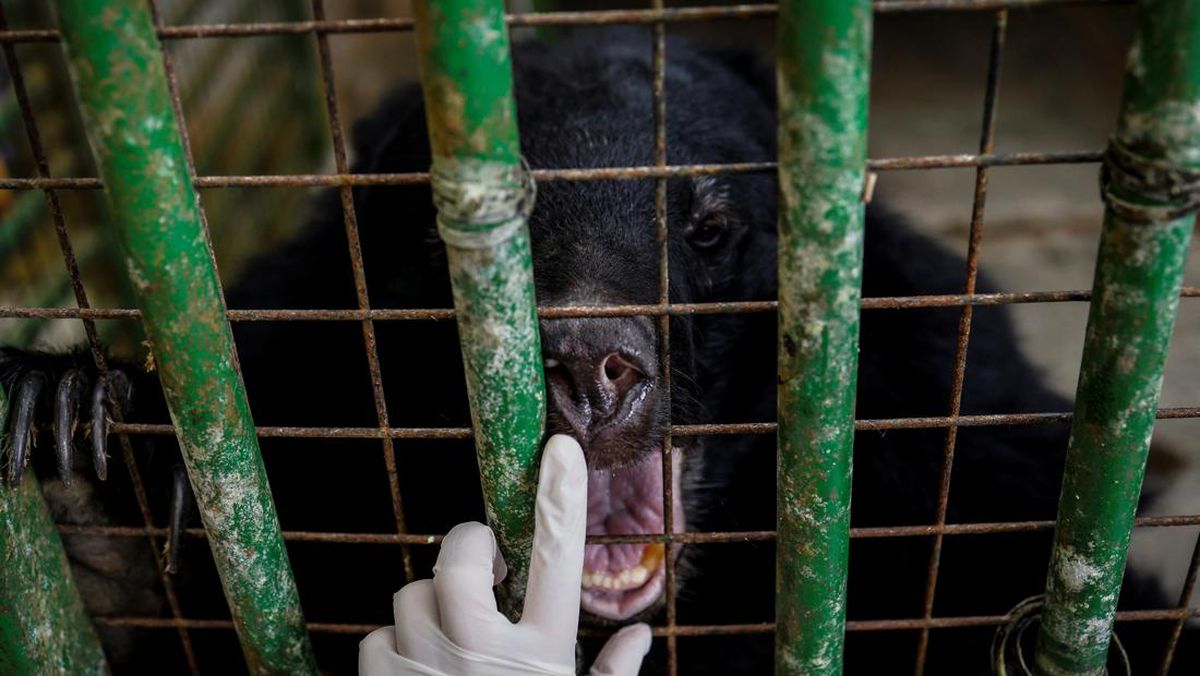 Saat Pertunjukan Satwa, Beruang Serang Pawang di Taman Safari China