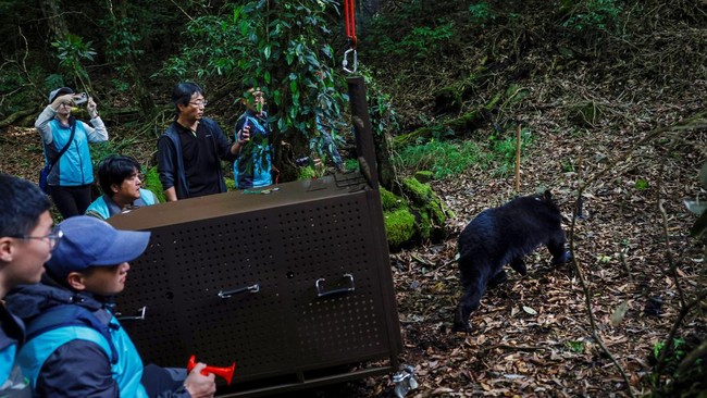 FOTO: Melindungi Beruang Hitam Formosa yang Hampir Punah