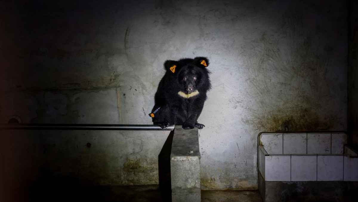 FOTO: Melindungi Beruang Hitam Formosa yang Hampir Punah