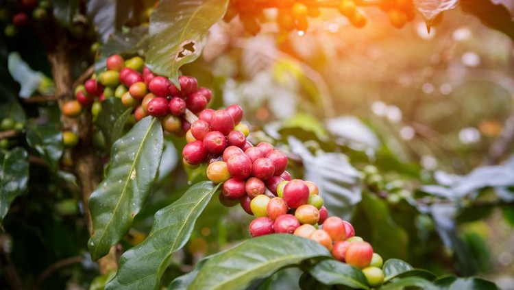 Coffee beans on trees